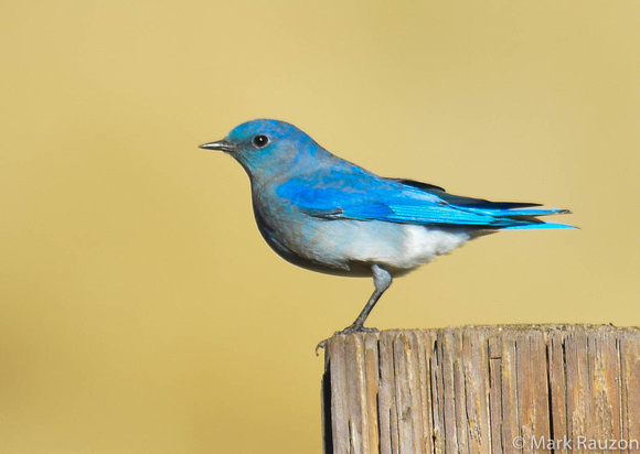 Mountain Bluebird-male