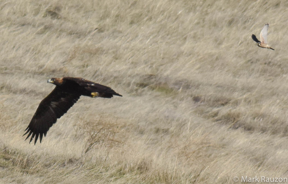 Golden Eagle chased by Kestrel