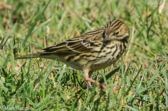 striped crown of red-throated pipit