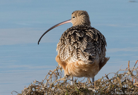 long-billed curlew