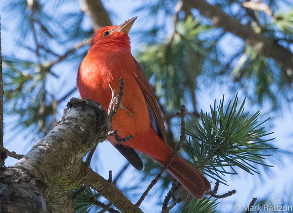 Summer Tanager-male