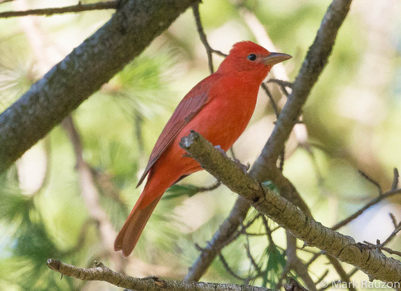 Summer Tanager-male