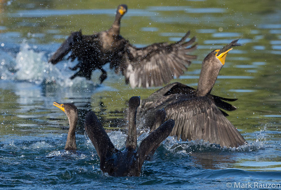 Double-crested cormorants fighting over a trout