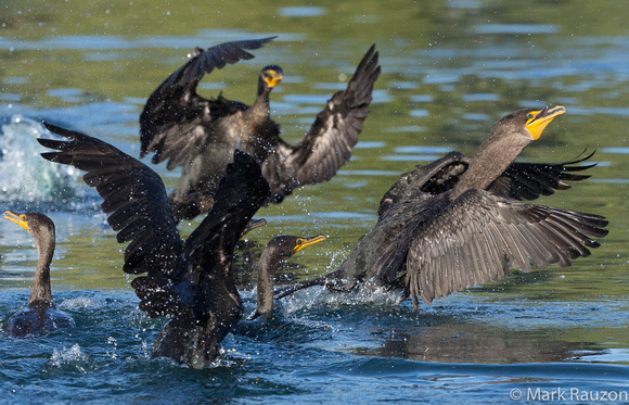 Double-crested cormorants fighting over a trout
