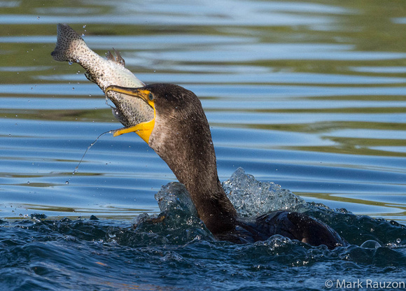 Double-crested cormorant swallowing a whole trout