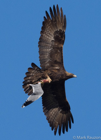 Golden Eagle with California Gull wing