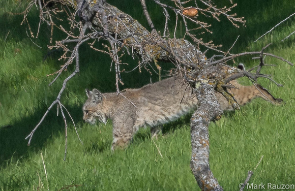 Bobcat - female