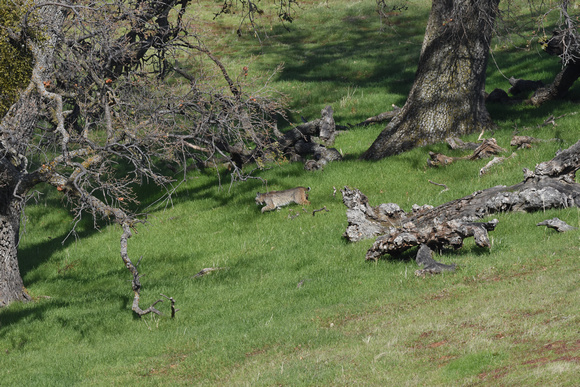 bobcat in oaks