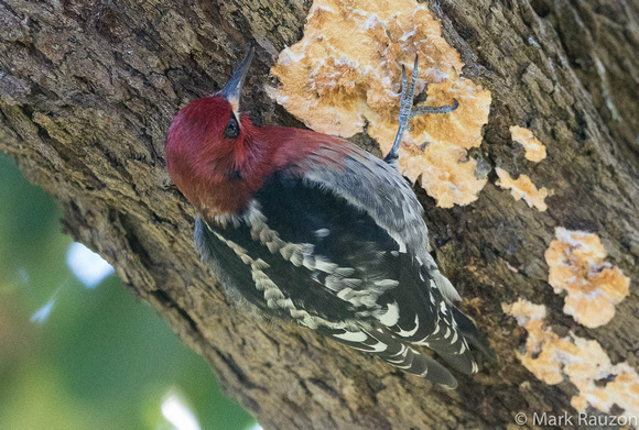 Red-breasted SAPSUCKER