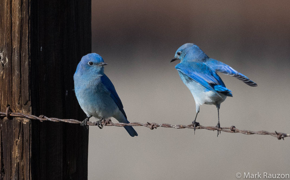 Mountian Bluebirds