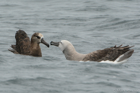 Albatrosses interacting