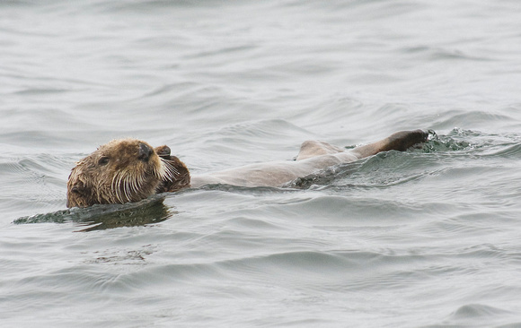 Sea Otter - male