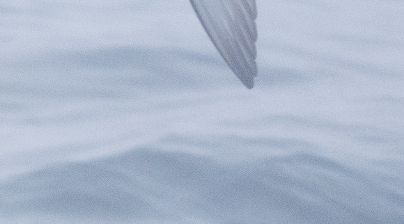 mottled petrel wingtip