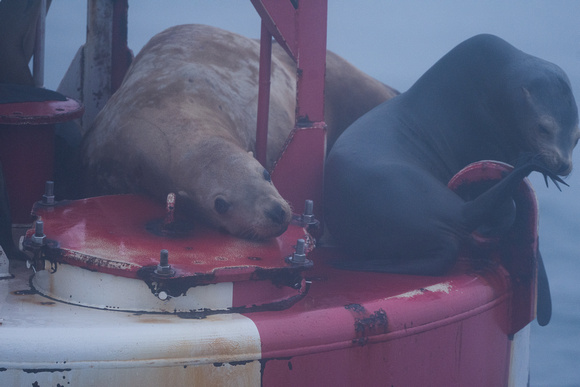 Steller and California Sea Lions