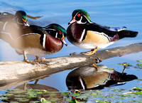 Wood Duck males