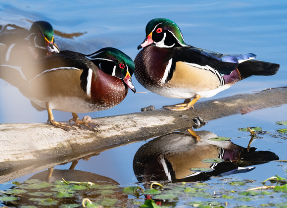 Wood Duck males