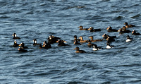 Surf Scoters and Barrow's Goldenyes
