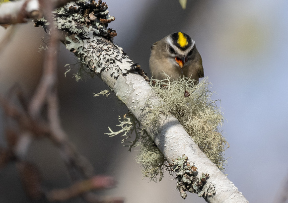 Golden-crowned Kinglet