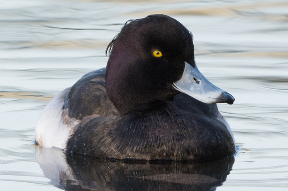 some tuft on the duck