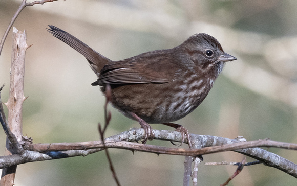 Song Sparrow (morphna)