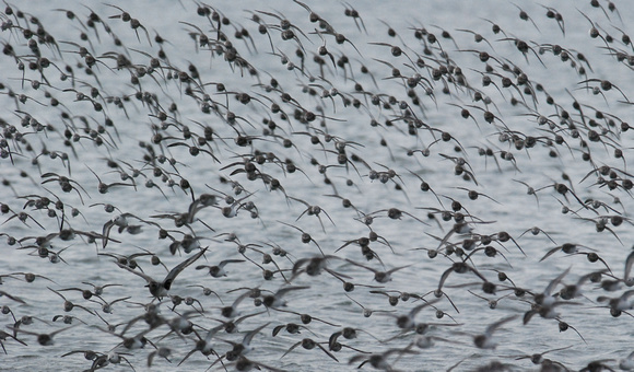Shorebirds in flight, Alameda Beach