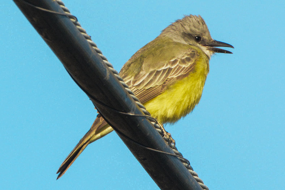 Tropical Kingbird-returning individual
