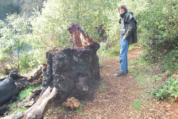Michael Thilgin, examines dropped oak branch in demo garden