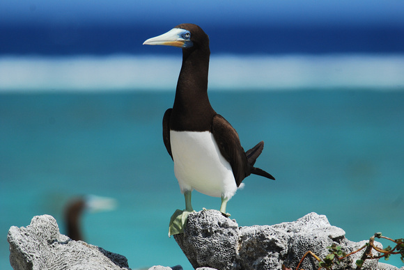 Brown booby - male