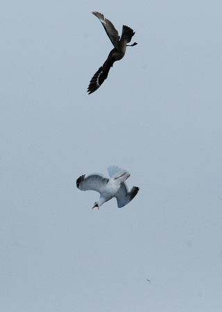 South Polar Skua and Western Gull confrontation