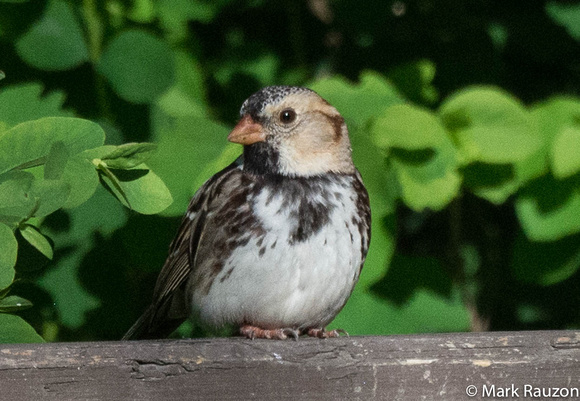 O'Harris's Sparrow