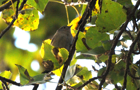 Lucy's Warbler (Oreothlypis luciae)