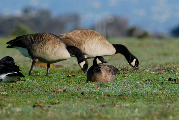 Cackling Goose, subspecies of Lesser Canada Goose- Brant hutchinsii minima,, with giant canada geeses