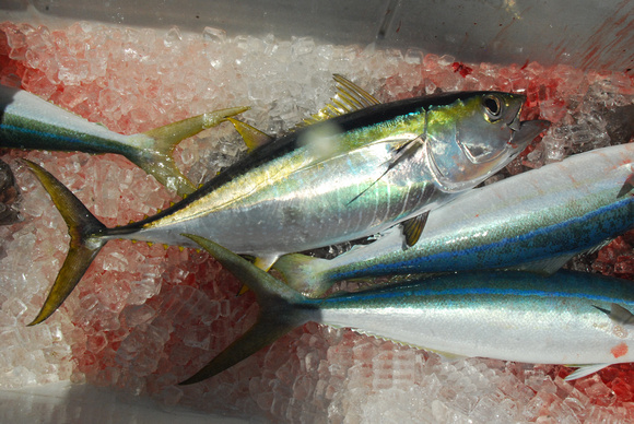 yellow-finned tuna- Ahi