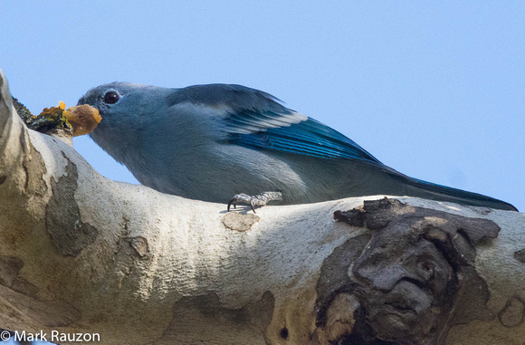 Blue-gray Tanager eatiing date