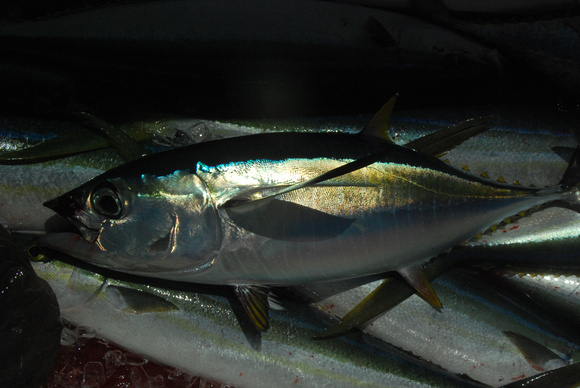 yellow-finned tuna- Ahi