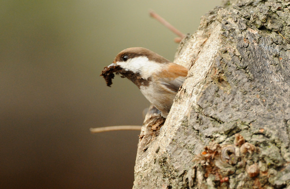 Chestnut-backed Chickadee nest prospecting