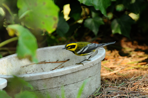 townsend's warbler bathing in cat bowl.
