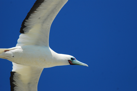 red-footed booby-male
