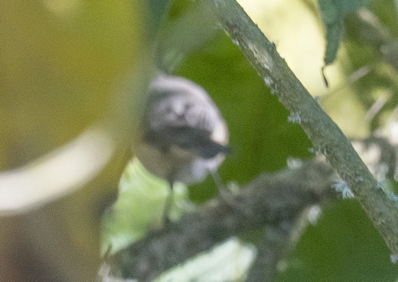 Lucy's warbler