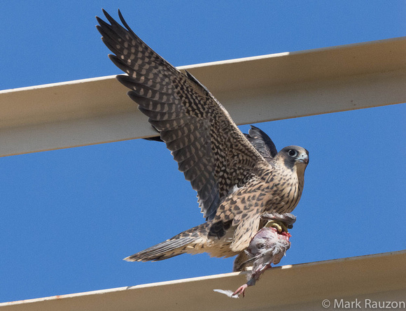 Peregrine falcon fledgling with pigeon