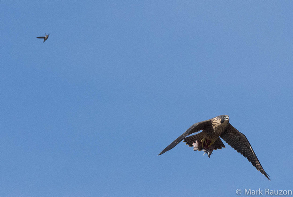 Hummer chasing Falcon