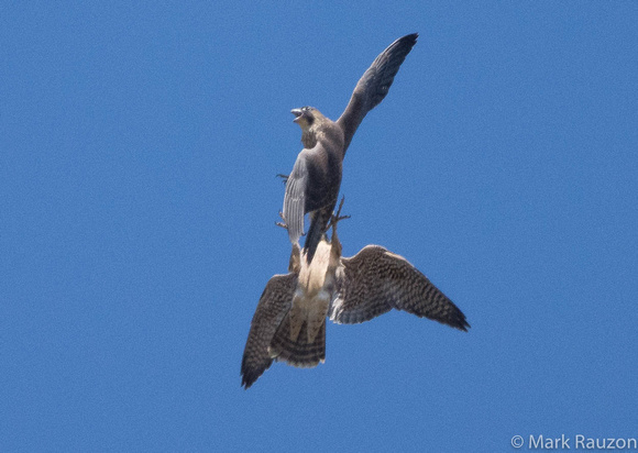 Juveniles sparring in flight