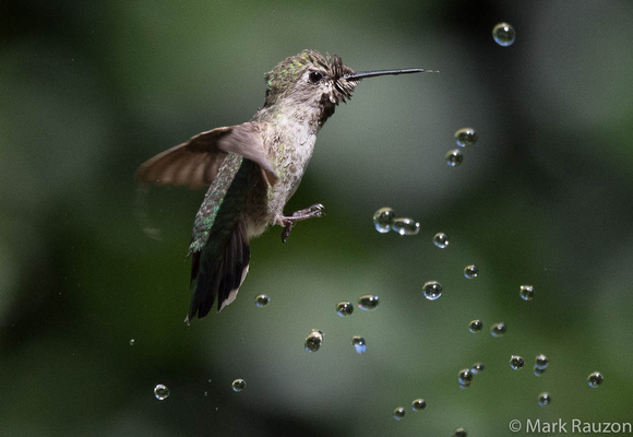 Hummer and water droplets