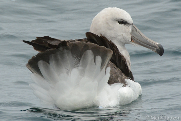 Salvin's Albatross (Thalassarche salvini) immature, preening