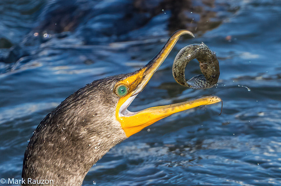 Double-crested Cormorant flipping goby