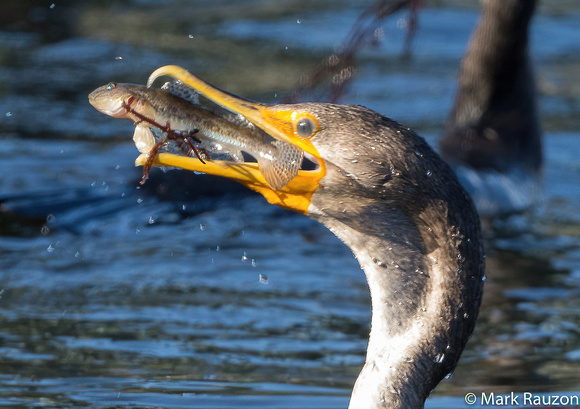 Double-crested Cormorant flipping goby