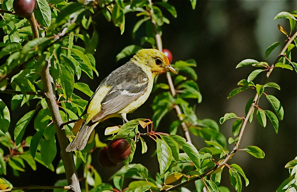 Western tanager- imm. male