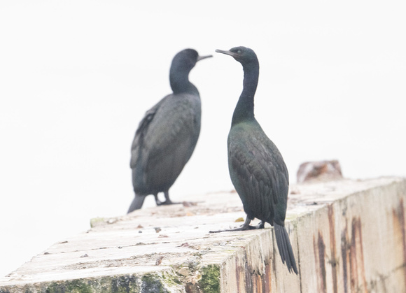 pelagic and Brandt's Cormorants