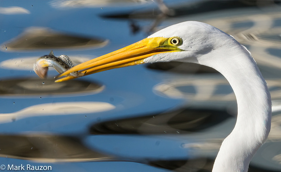 great egret with goby