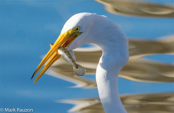 Great Egret with goby